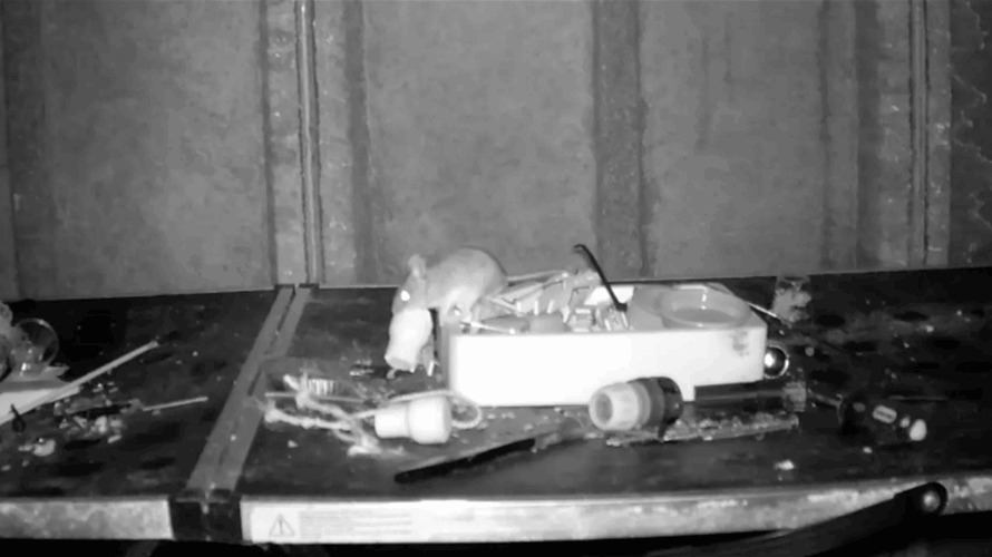 حيوان صغير ينظف له سقيفة منزله كل ليلة... ما كشفته الكاميرات لهذا الرجل صادم! (فيديو)