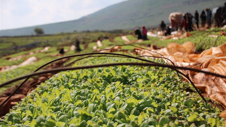 مبادرة من "الريجي" دعمًا للجنوبيين: زرع شتول تبغ لتوزيعها على مزارعي المنطقة الحدودية المهجرين من قراهم