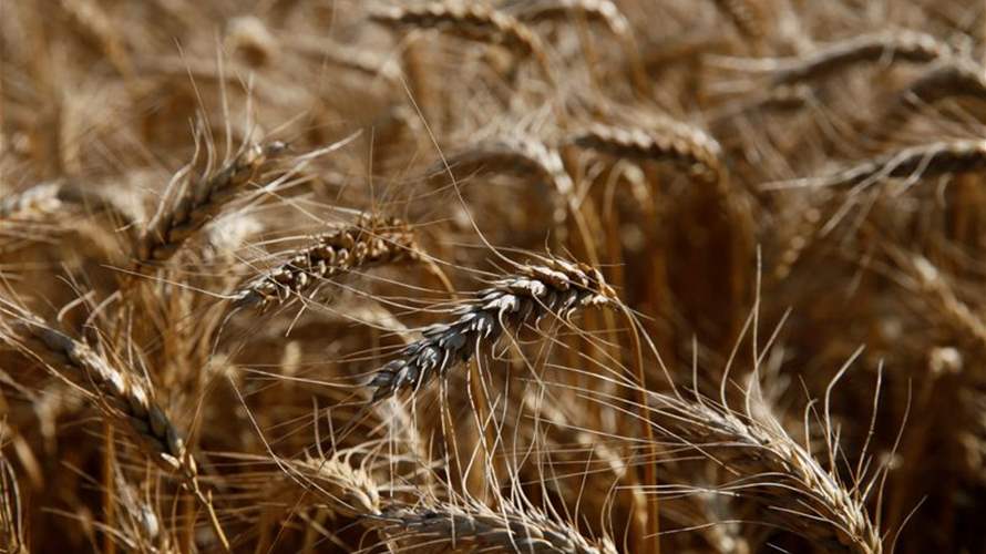 متعاملون: لبنان يشتري 72 ألف طن من القمح من أوكرانيا