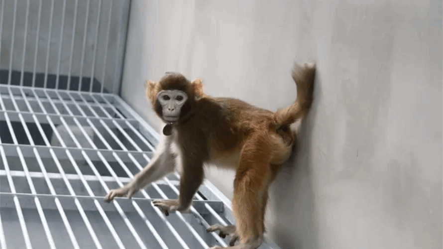 لأول مرة في العالم... علماء يستنسخون نوعاً من القرود: فهل اقترب دور الإنسان؟  