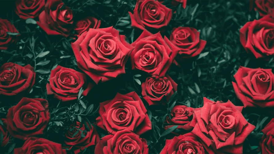 الورود الحمراء ليست الزهرة الوحيدة للتعبير عن الحب في عيده...إليك 7 أنواع من الزهور لتهديها لأحبائك في عيد الحب!