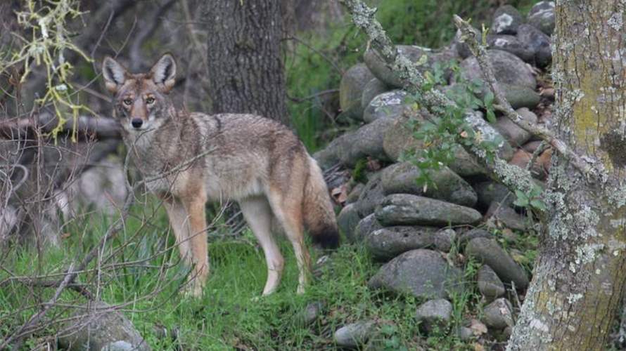 علماء يتتبعون أطول رحلة لذئب عبر أوروبا بواسطة فضلاته