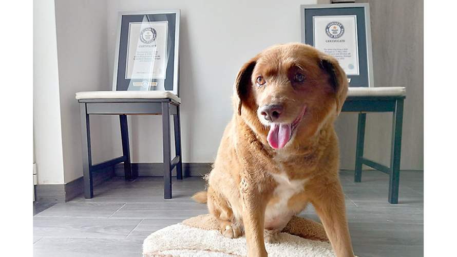 غينيس تجرد "بوبي" من لقب الكلب الأطول سناً في العالم... وهذه التفاصيل!