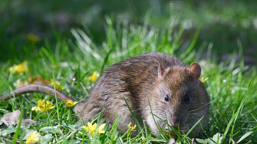 حماية الحديقة من الفئران تُعدّ هاجسًا لدى المزارعين... إليكم هذه الخطوات لضمان مساحة خالية من هذه المخلوقات