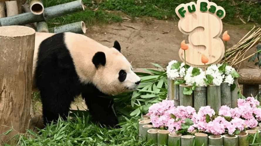 كوريا الجنوبية تودع الباندا المحبوبة فو باو قبل عودتها للصين