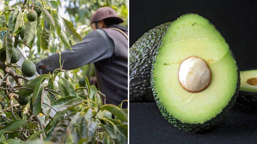 'Green gold': Lebanon's avocado industry thrives on global stage
