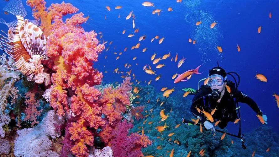 الطحالب خطر يهدد الشعاب المرجانية في البحر الأحمر بعد غرق السفينة روبيمار