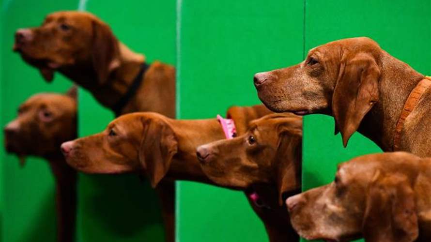 في هذا البلد... كلاب تتنافس على لقب "أفضل كلب أصيل": وهذه المتطلبات! (فيديو)  