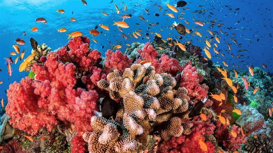 هل تستطيع بعض الأصوات المساعدة في إنقاذ الشعب المرجانية؟