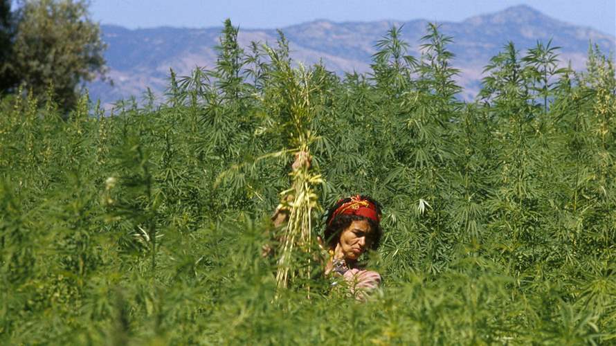 Morocco reports first legal cannabis harvest