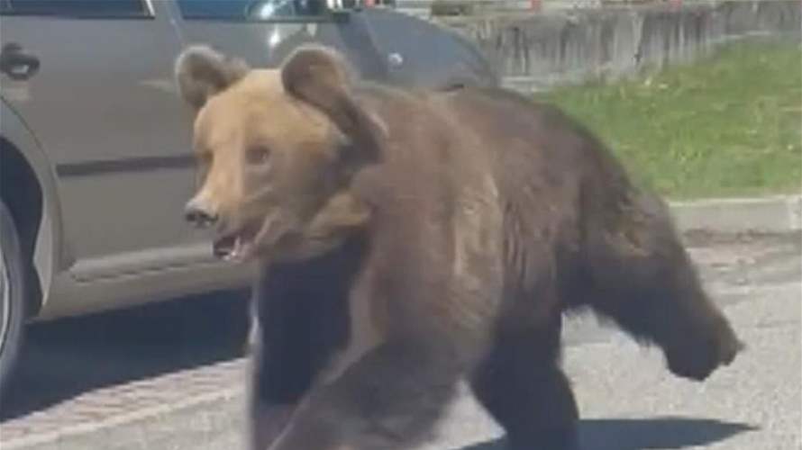 بعد إعلان حالة الطوارئ وإصابة 5 أشخاص بجروح ... هذا كان مصير الدب الهائج في سلوفاكيا!