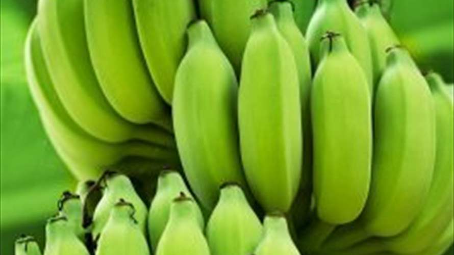 فوائد صحية عدة لقشر الموز الأخضر... ما كشفته إحدى اختصاصيات التغذية مذهل!
