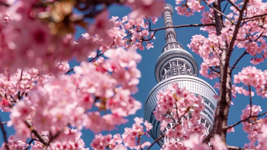 "هي تجعل كل شيء حولك سعيداً وجميلاً"... مناظر تفتّح أزهار الكرز تبهج سكان طوكيو وزائريها!