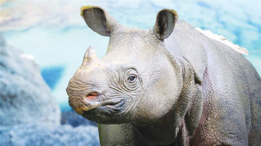 رصد عينة نادرة من حيوان "وحيد القرن الجاوي" في إندونيسيا... وهذه التفاصيل