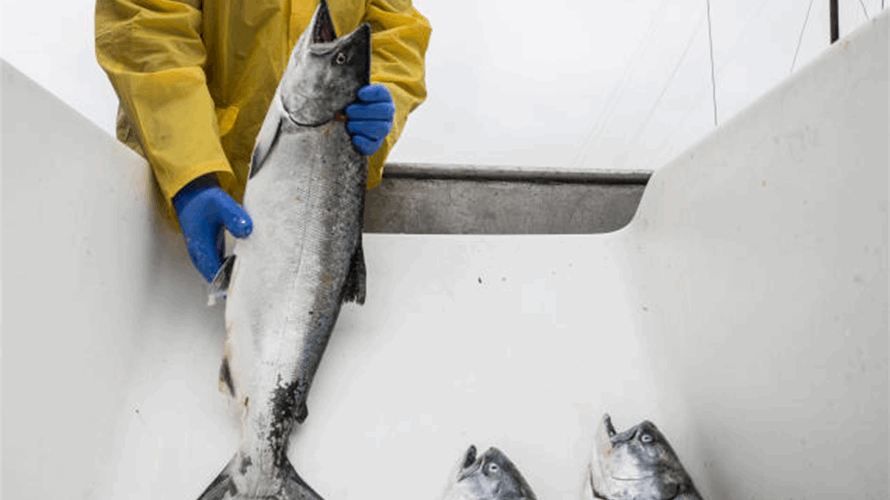 ولاية أميركية تحظر صيد سمك السلمون... موجات الجفاف أدّت إلى هذا القرار! 