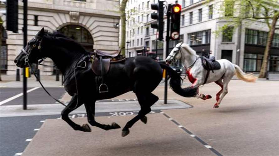 خيول قصر باكنغهام حرة طليقة في شوارع لندن... وهل لُطخت بالدماء بسبب السيارات؟ (فيديو)