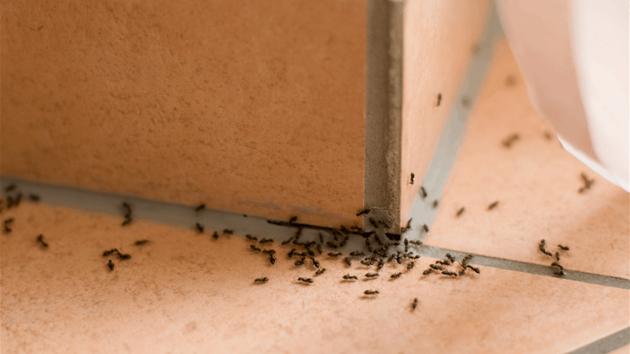 هل تُعانون من النمل في المنزل؟ تخلّصوا منها باستخدام هذا المكوّن الشائع