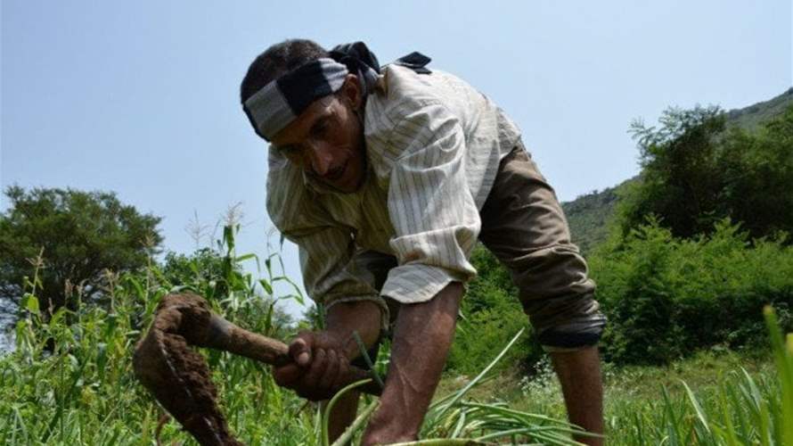 اليونان تستقدم عمالاً مصريين هذا الصيف للعمل في وظائف زراعية موقتة