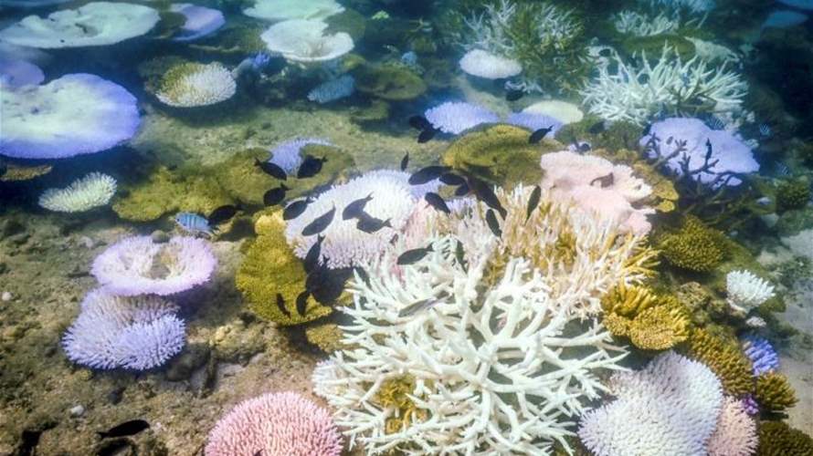 الموجة الضخمة من ابيضاض المرجان في العالم مستمرة في التفاقم