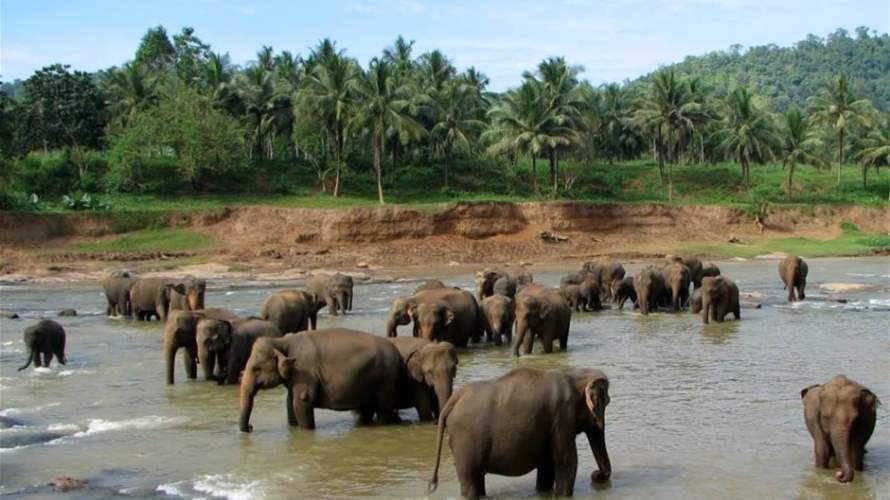 الفيضانات الموسمية تتسبب بغرق 7 فيلة في سريلانكا