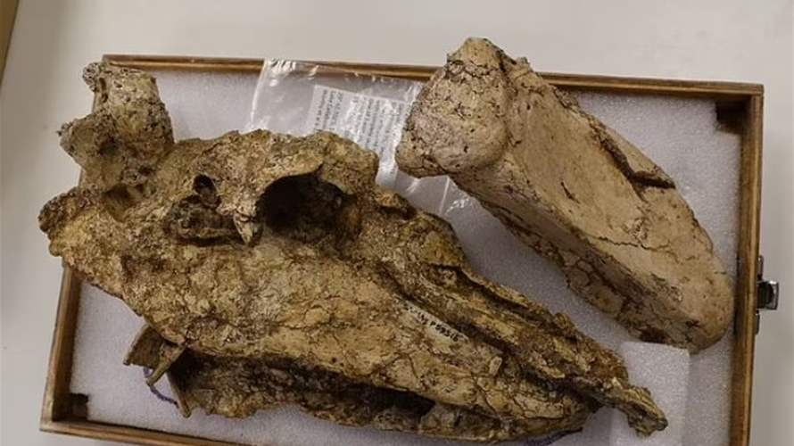 اكتشاف مذهل في أستراليا... العثور على جمجمة طائر ضخم انقرض منذ 50 ألف سنة! 