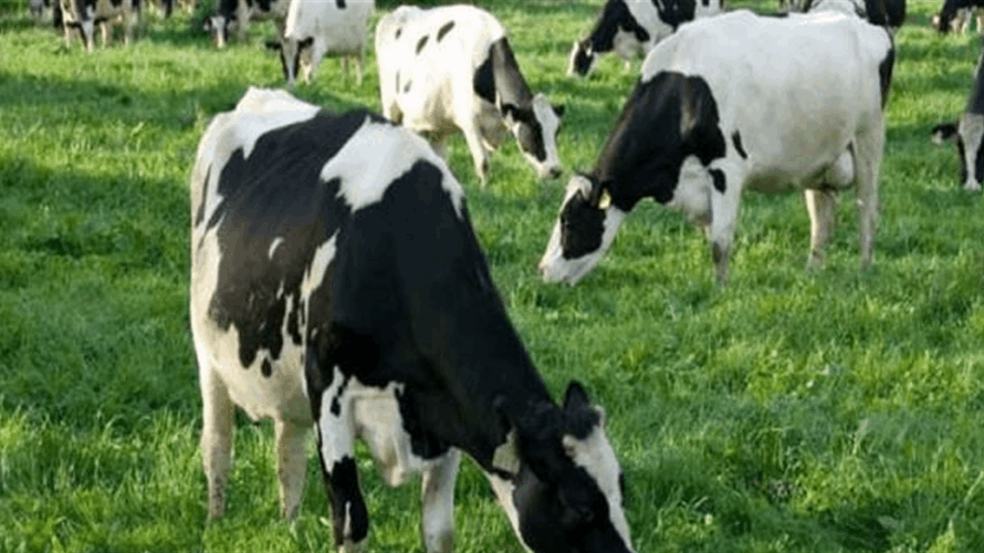 نقابة مربي الأبقار في الجنوب طالبت بدعم ماليّ مباشر