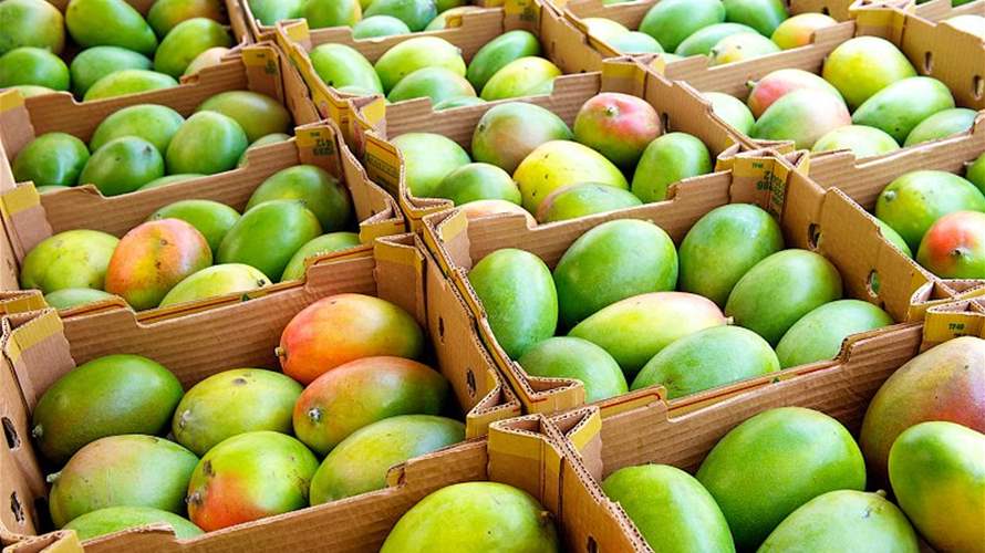 ضبط أكثر من 3 أطنان من الفاكهة المهرّبة في طرابلس