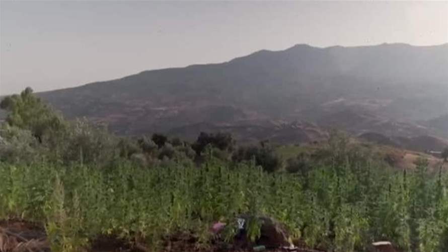 ملف القنب الهندي يتحرّك مجددا بعد سنوات من الجمود