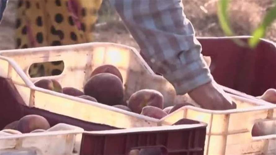 انفراجة مرتقبة في التصدير الزراعي
