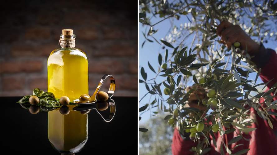 Can Lebanon turn olives into economic gold? Sector needs urgent reform