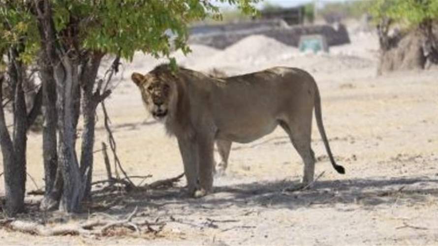 استيقظ وغادر خيمته فكان الأسد بانتظاره... هذا ما حدث لسائح في منتج فاخر