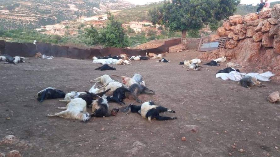 نفوق أكثر من 300 رأس ماعز في بلدة عين الذهب والتحقيقات جارية