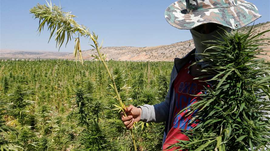 Legal cannabis in Lebanon: A long-stalled plan finally takes root