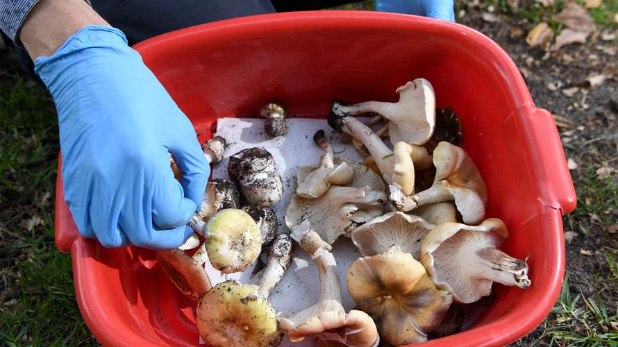 Australian woman found guilty of triple murder with toxic mushrooms