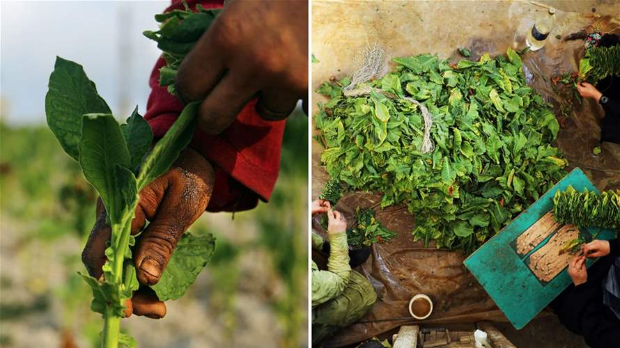 Lebanon’s tobacco body emerges as major source of state revenue — A model for other state institutions?