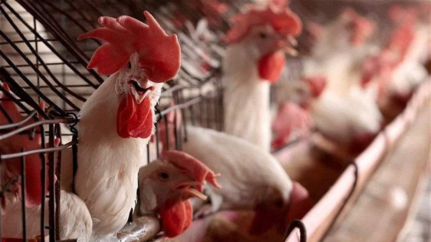 البرازيل: الأردن وبيرو وهونغ كونغ تلغي قيود تجارة مرتبطة بإنفلونزا الطيور