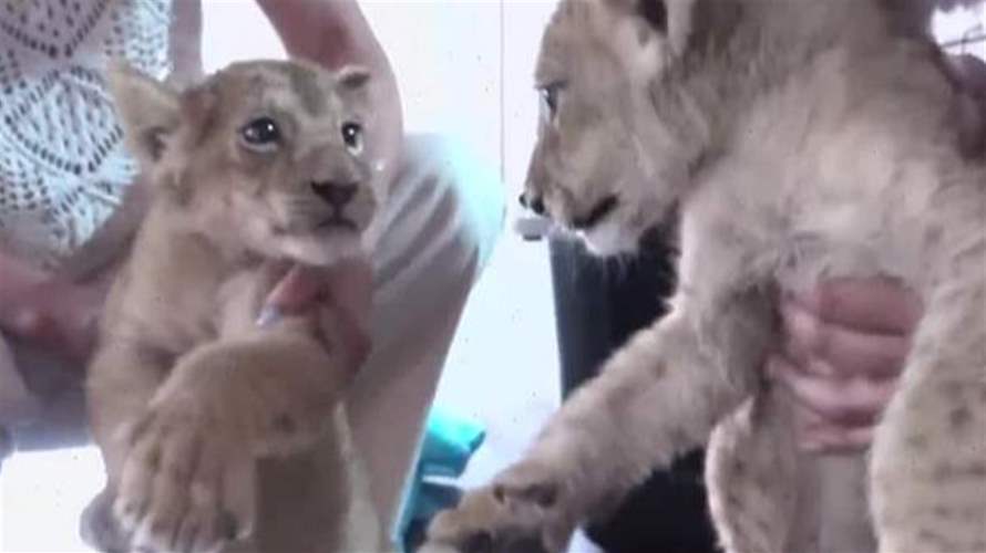 فيديو لزوار يدخلون إلى قفص للأسود في إحدى حدائق الحيوانات... والوزارة تتدخل