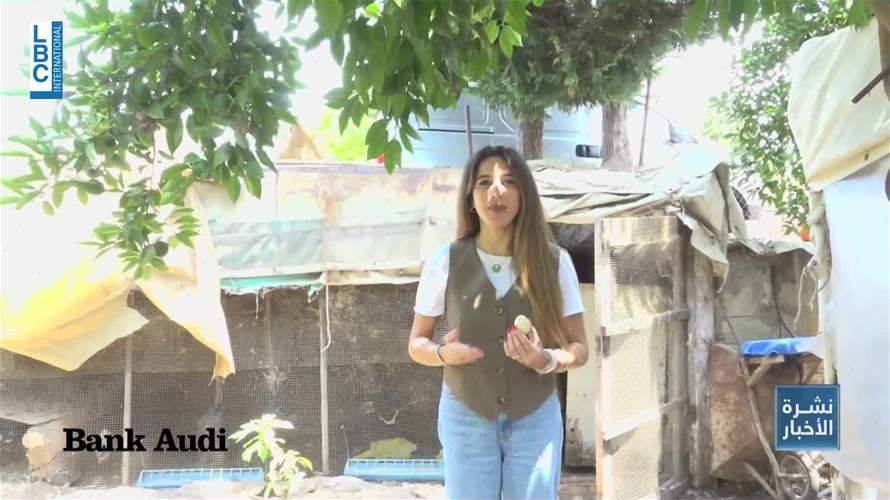 من البيضة إلى الدجاجة... لبنان يطلق إستراتيجية لدعم قطاع الدواجن