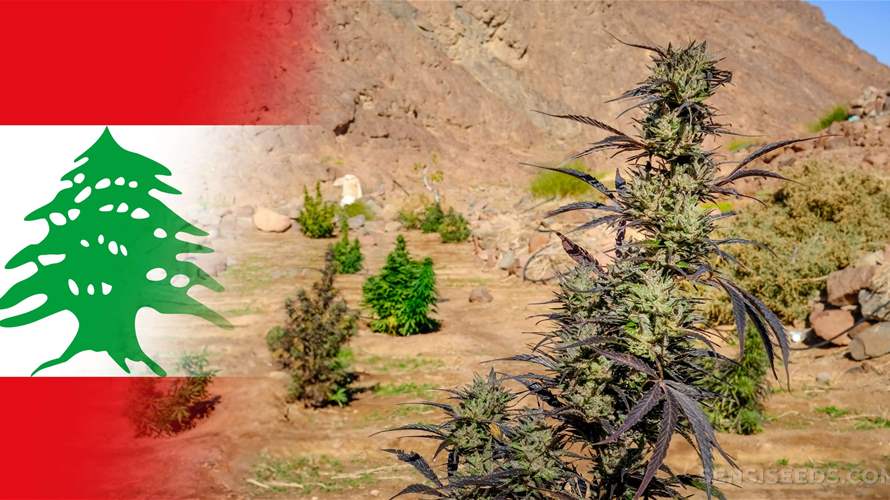 Criminal empire crumbles: Infamous Bekaa drug dealer taken down by Lebanese military
