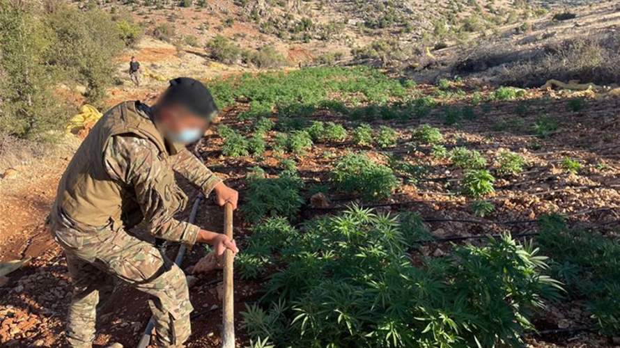 في بعلبك... إتلاف 7 دونمات مزروعة بالحشيشة 
