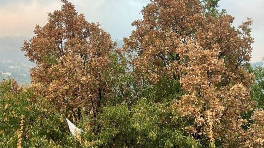 وزارة الزراعة أوضحت أسباب ظاهرة اليباس في الغابات