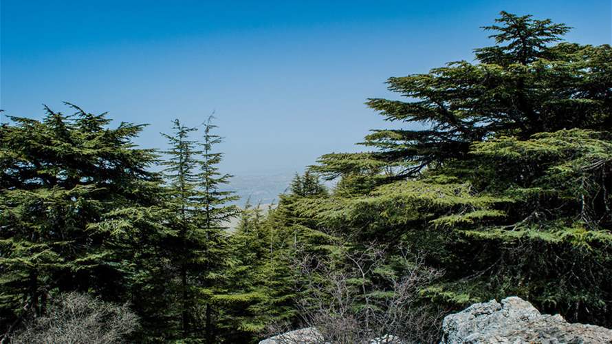 Mass pruning in Bsharri sparks concern over Lebanon’s iconic cedars