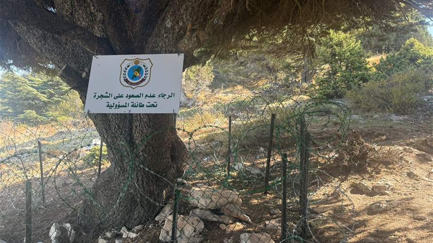وزارة الزراعة تعيد تركيب السياج حول شجرة الأرز المحمية في عكار وتتوعد المتعدين بإجراءات صارمة