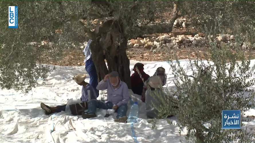 موسم الزيتون في الجنوب… مزارعون في وجه الحرب والطقس
