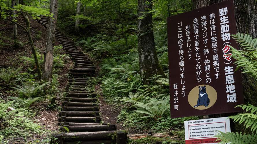 Japan governor asks for military help against 'dire' bear attacks