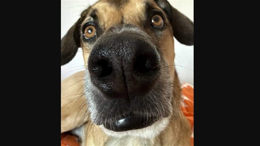 "الطفل يشبه غولاش تماماً!"... صورة صوتية صادمة: جنين يشبه كلب العائلة!