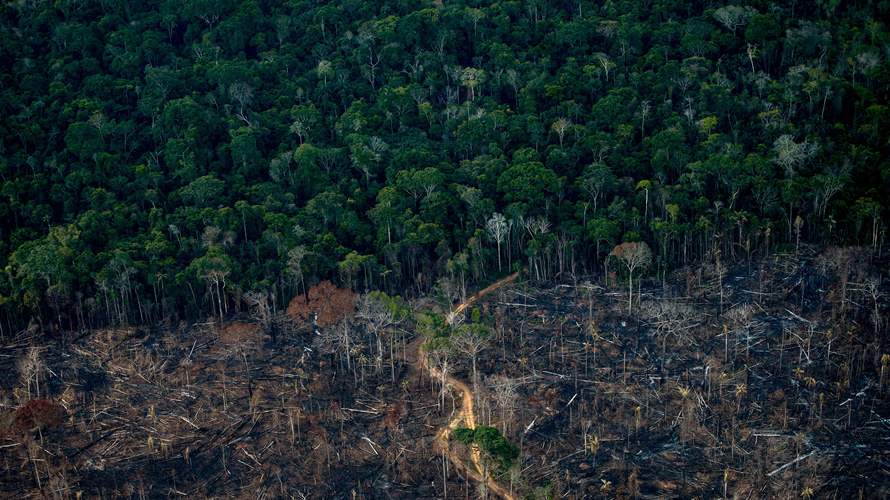 Annual deforestation fell 11% in Brazilian Amazon: Govt