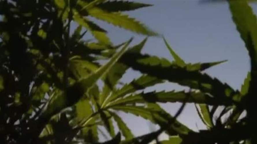 القنب الهندي من الممنوع إلى المشروع!
