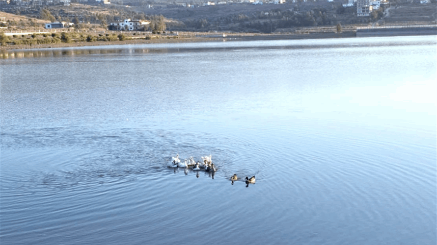 وزارة الزراعة تطلق طيور الوز في بحيرة الكواشرة بالتعاون مع الجيش اللبناني وبلدية الكواشرة