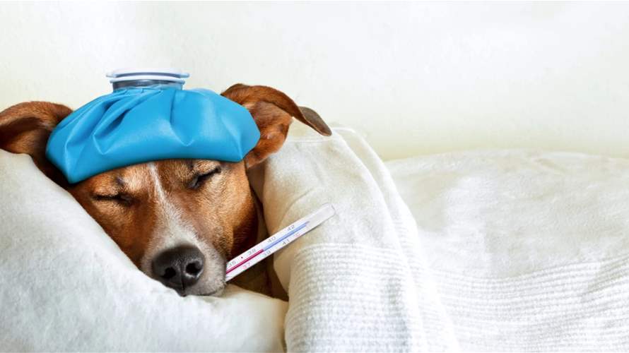 دراسة تكشف السلالات الأكثر عرضة لسرطان قاتل في الكلاب... وهذه أخطرها!